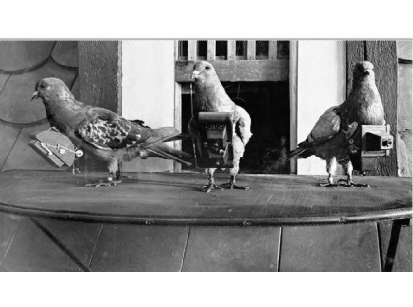 Голубеграммы