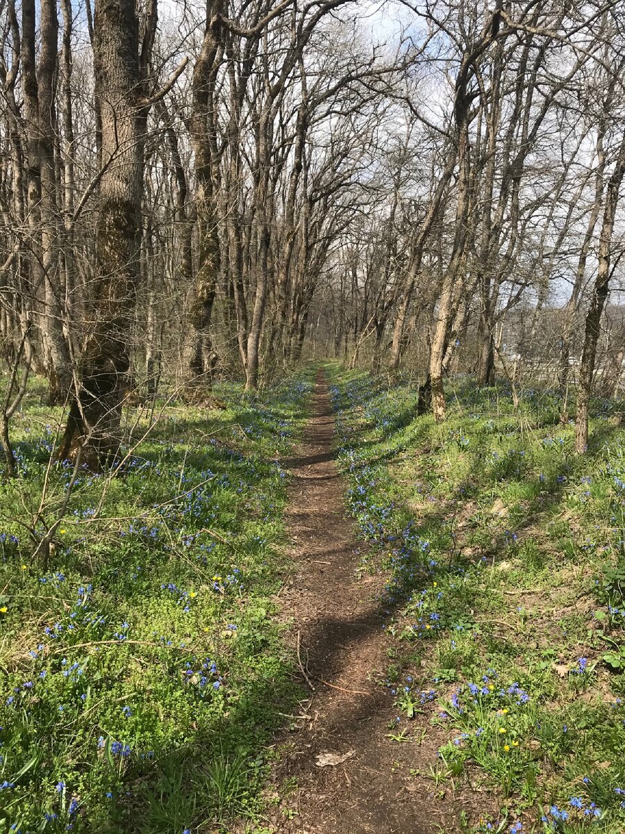 Тропинка в Мамайском лесу (фото автора)