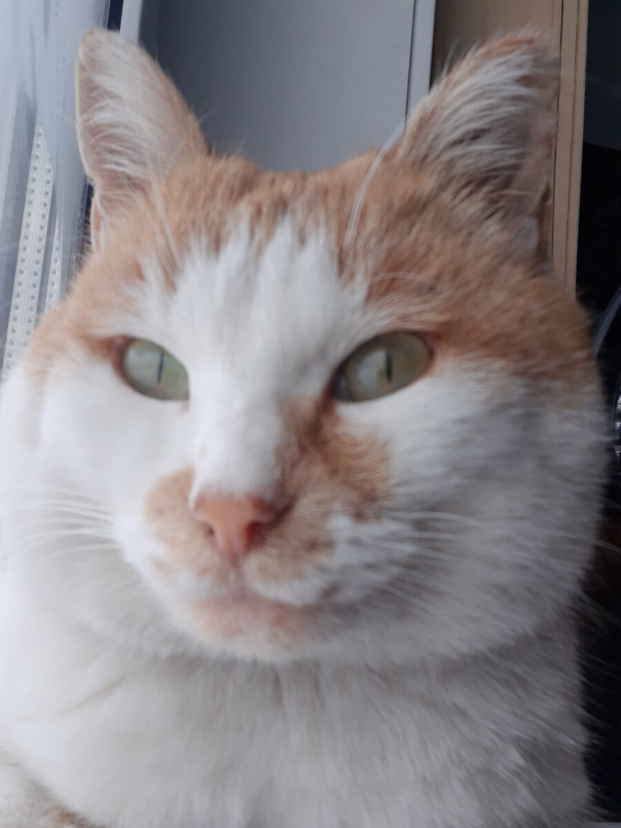 Это зимой наш Мурзик смотрит на снег