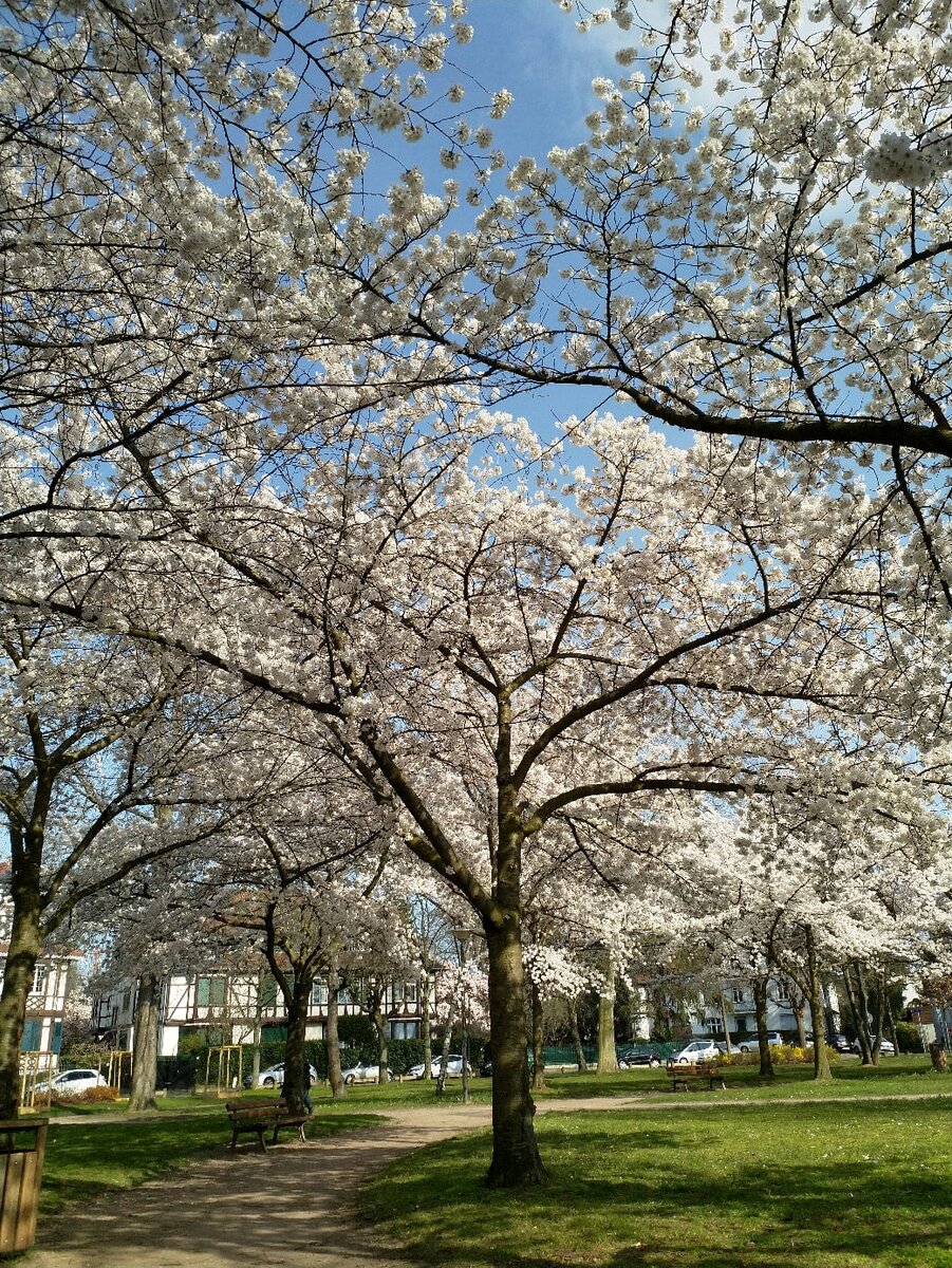 Весна в Страсбурге - 16.03.2020