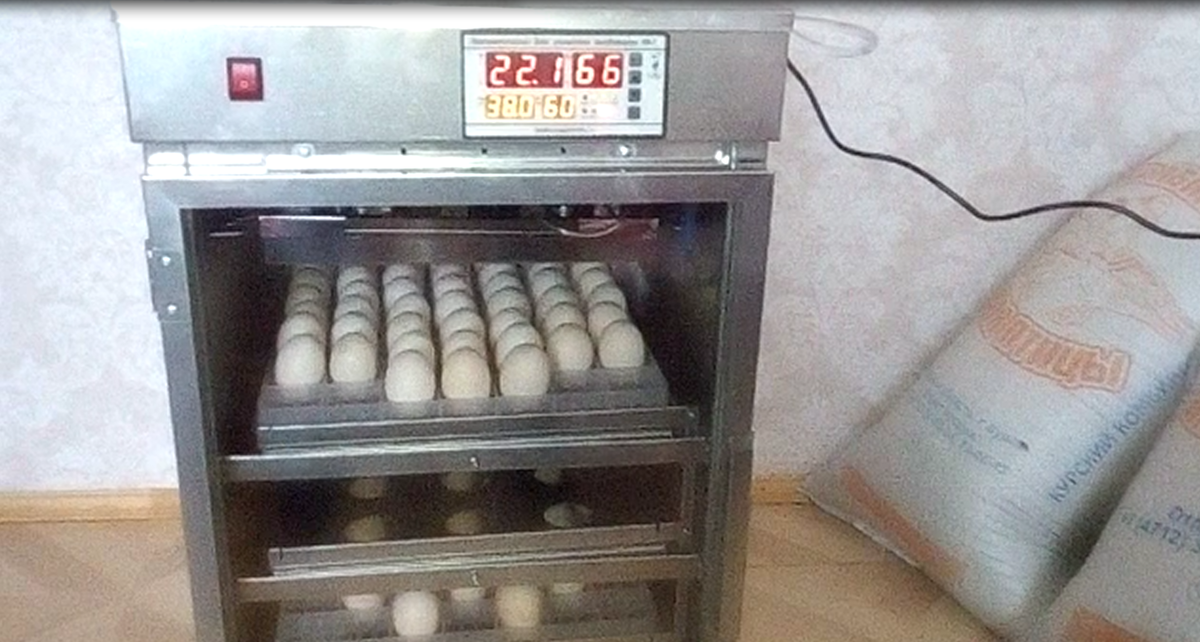 Инкубация утиных яиц: режим инкубации, таблица