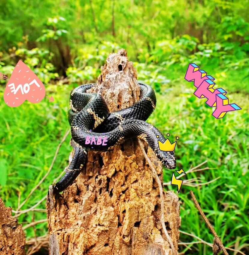 Бедный, бедный Ужик!