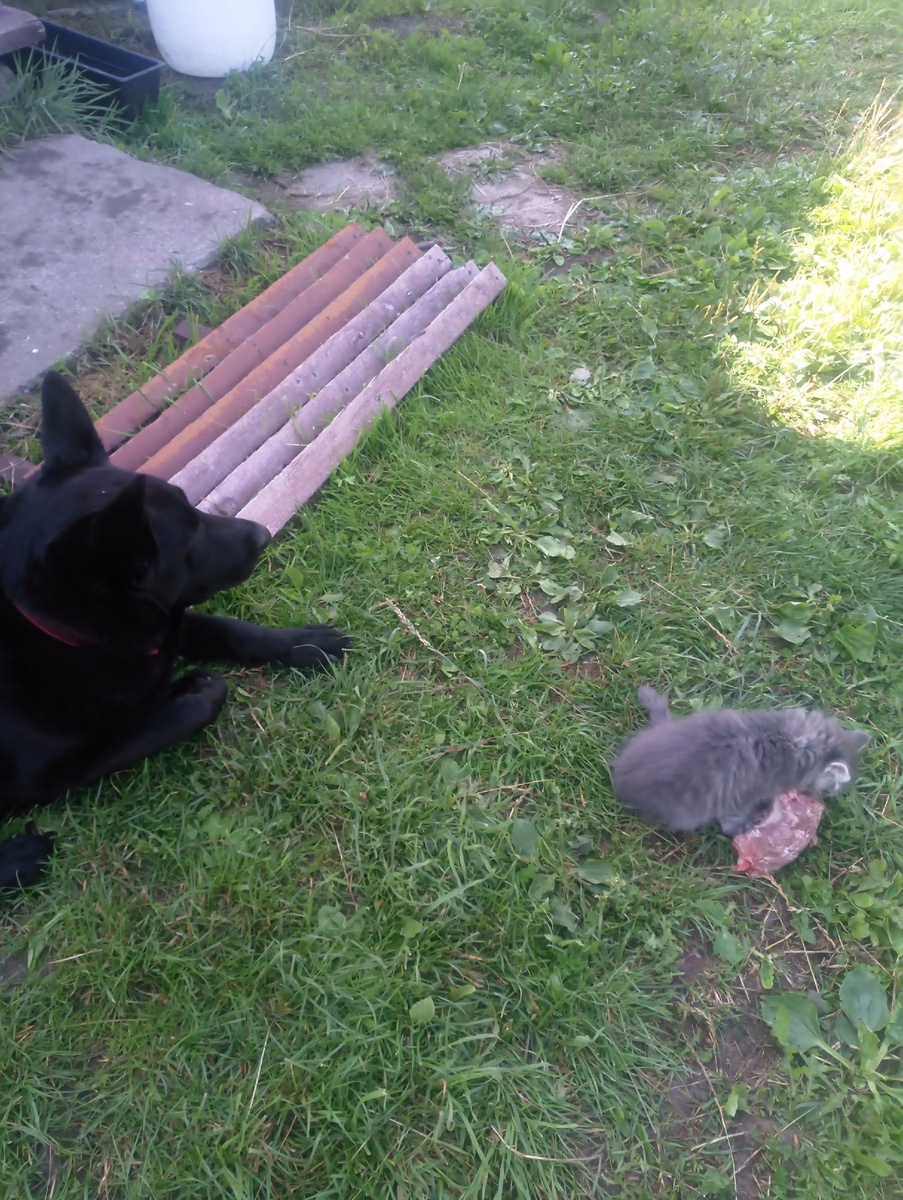 Чужих детей не бывает. 