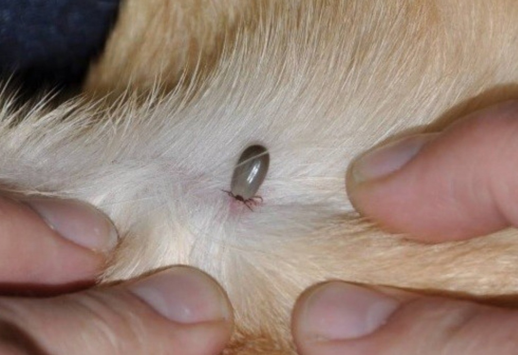 иксодовый клещ,на животном более одних суток.