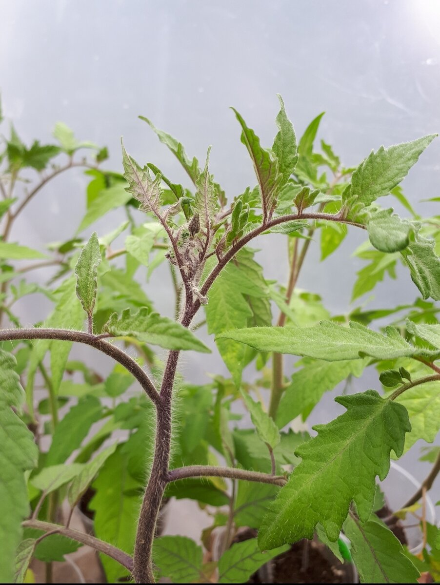 Сорт "Сержант Пеппер" 