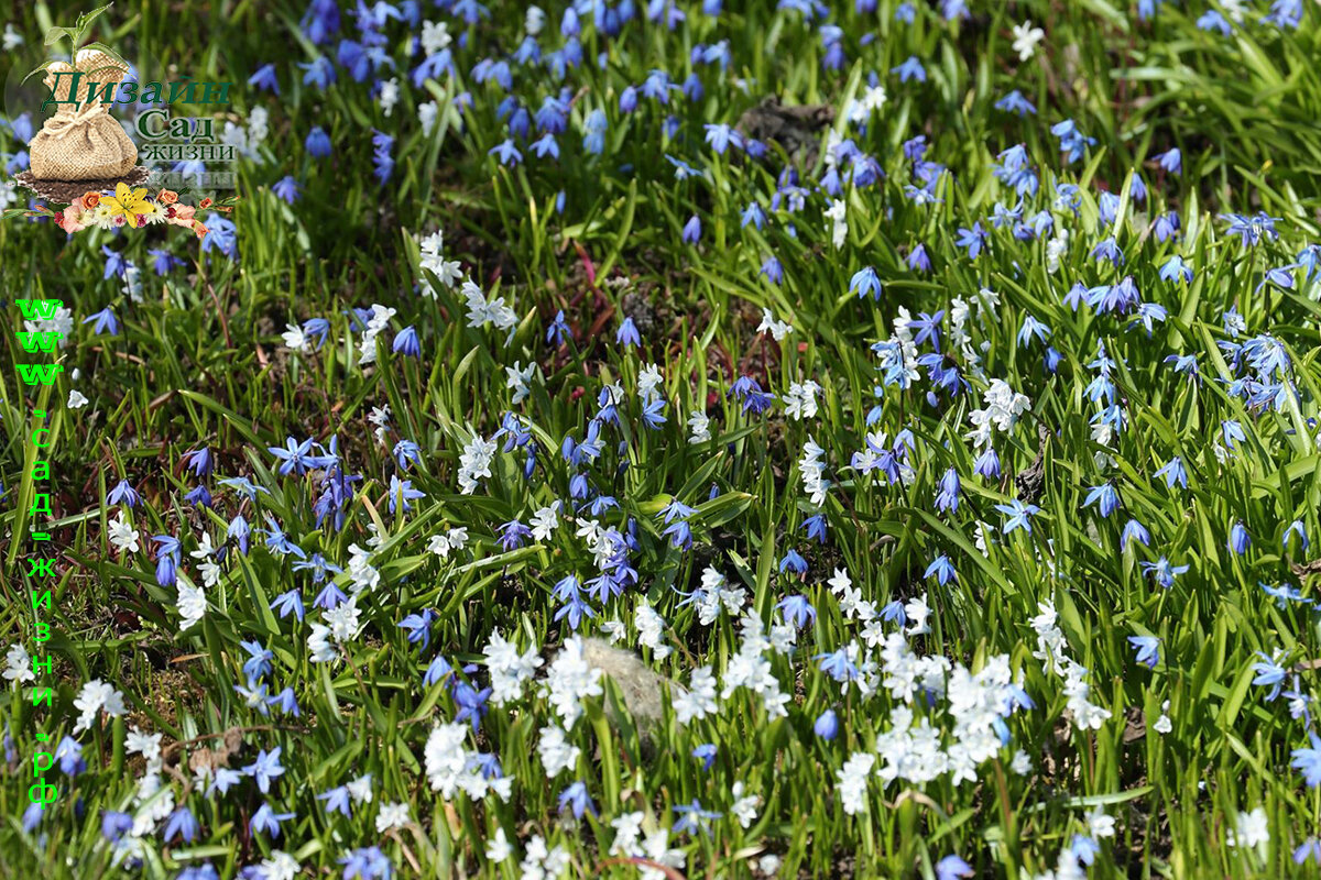 Пушкиния, сцилла и хионодокса создают весенний ковер 