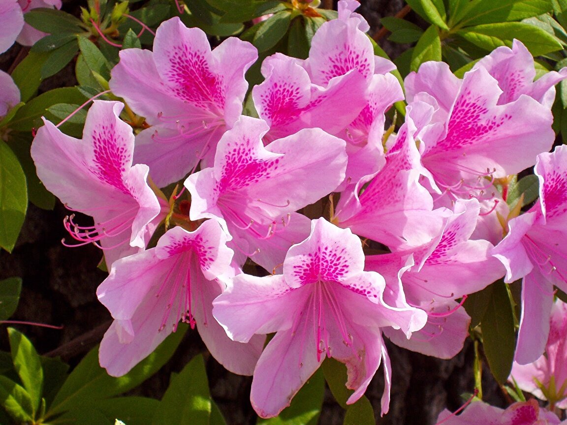 Азалия/рододендрон (Rhododendron Feuerwerk)