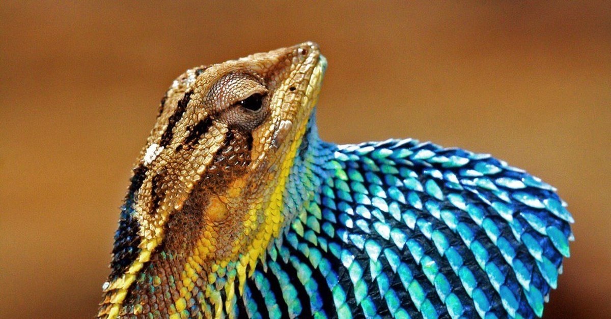 Ящерица агама-ситана