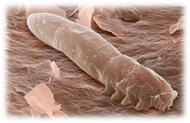 фото взято  в сети интернет