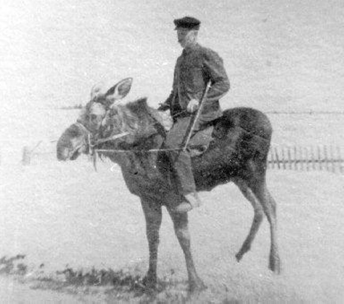 Животные-герои Великой Отечественной войны! | Из жизни собачника🐶 и  конника🐎 | Дзен