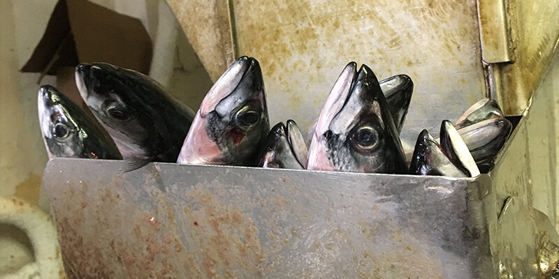 Промысел скумбрии