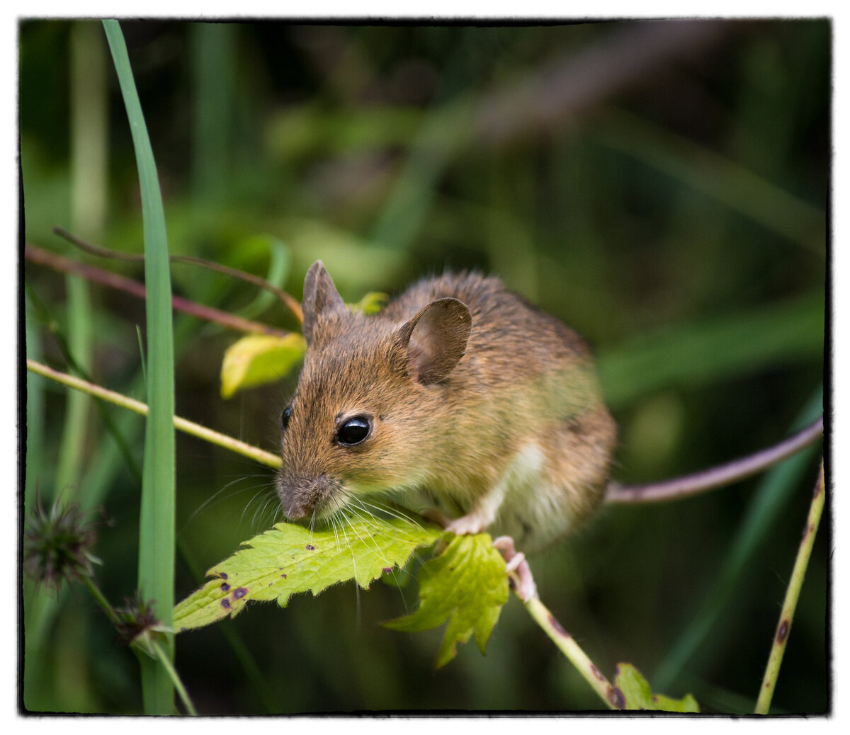 Мышь. Фото взято с https://pixabay.com