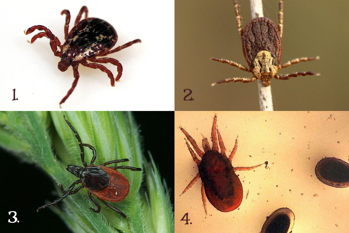 1. Собачий, 2. Пастбищный, 3. Таёжный, 4. Куриный (он очень маленький).