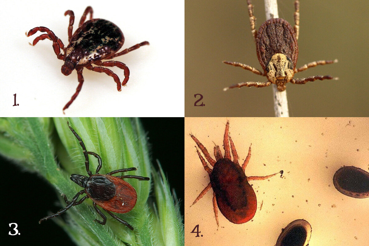 Клещи: Чума во время чумы. Памятка по защите в разгар сезона паразитов |  Книга животных | Дзен