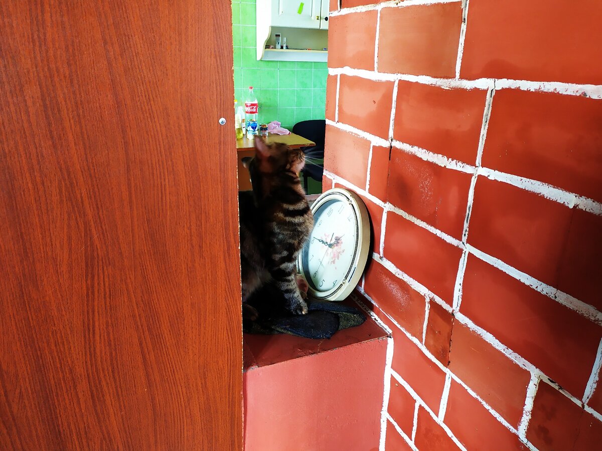 Фото из личного архива. Маркиза греется на припечке. file:///C:/Users/Andre/Desktop/IMG_20200419_140000.jpg