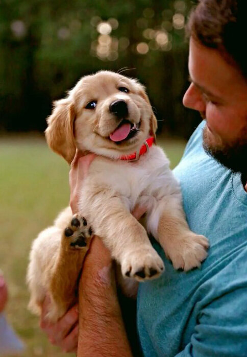 Угадай породу :)