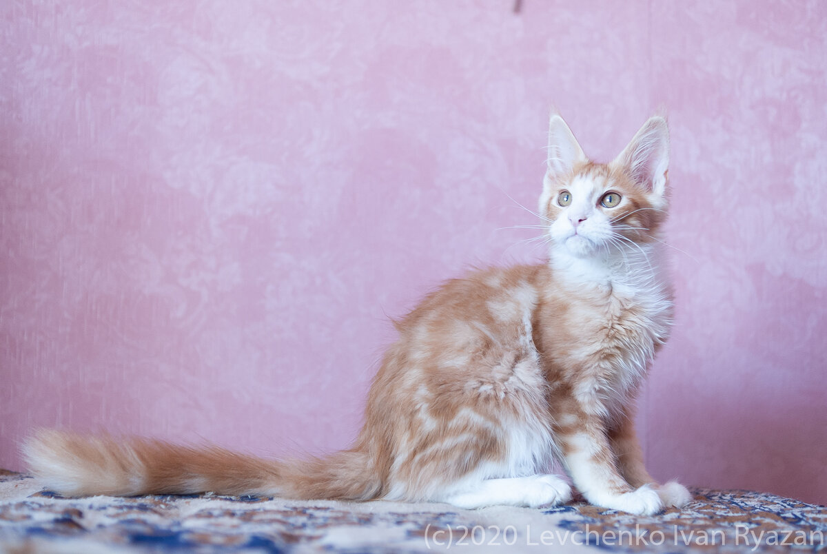 рыжий котенок Мейн кун, питомник ERASHCAT Рязань