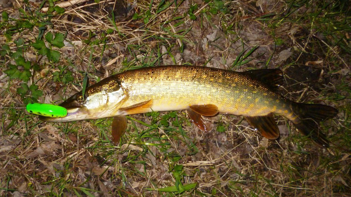 Щука, пойманная на воблер