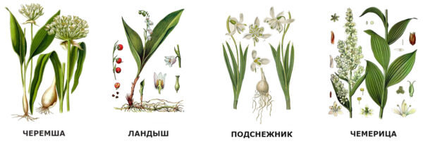 Строение и отличие черемши, ландыша, подснежника и чемерицы.