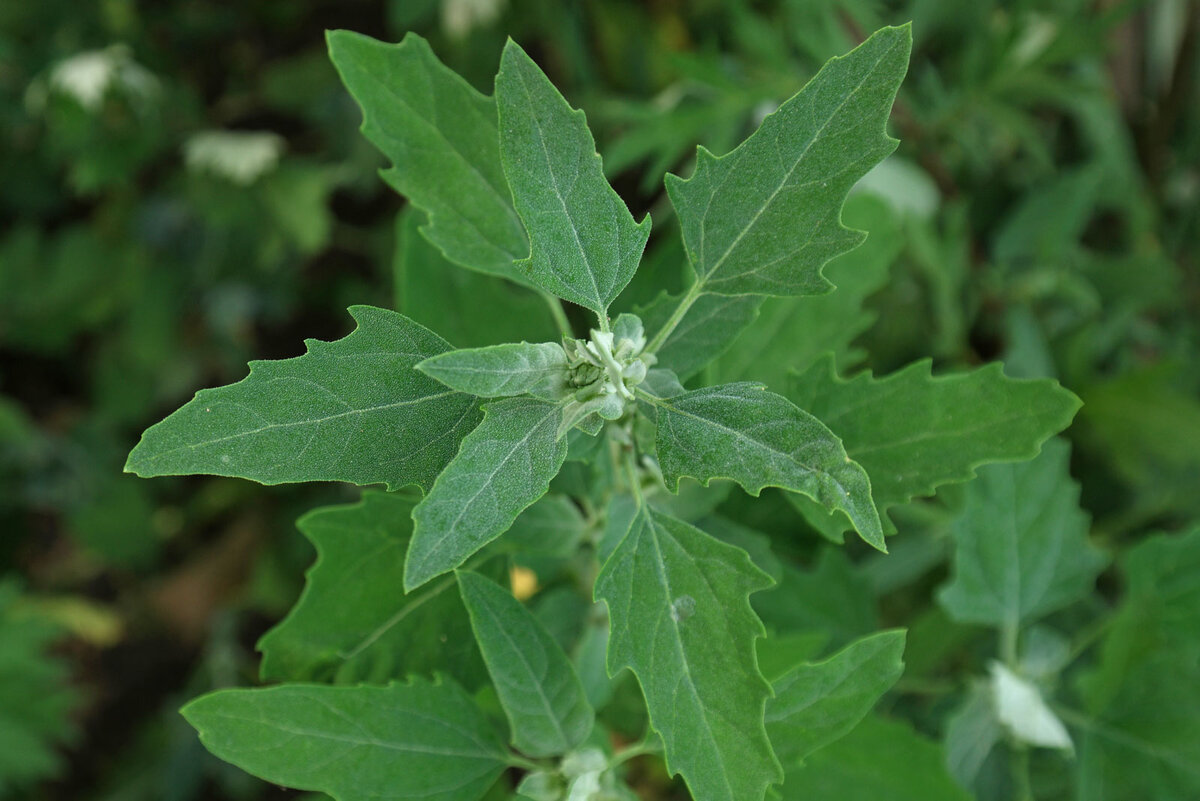благодаря содержанию протеина может стать «конкурентом» некоторым видам мяса.