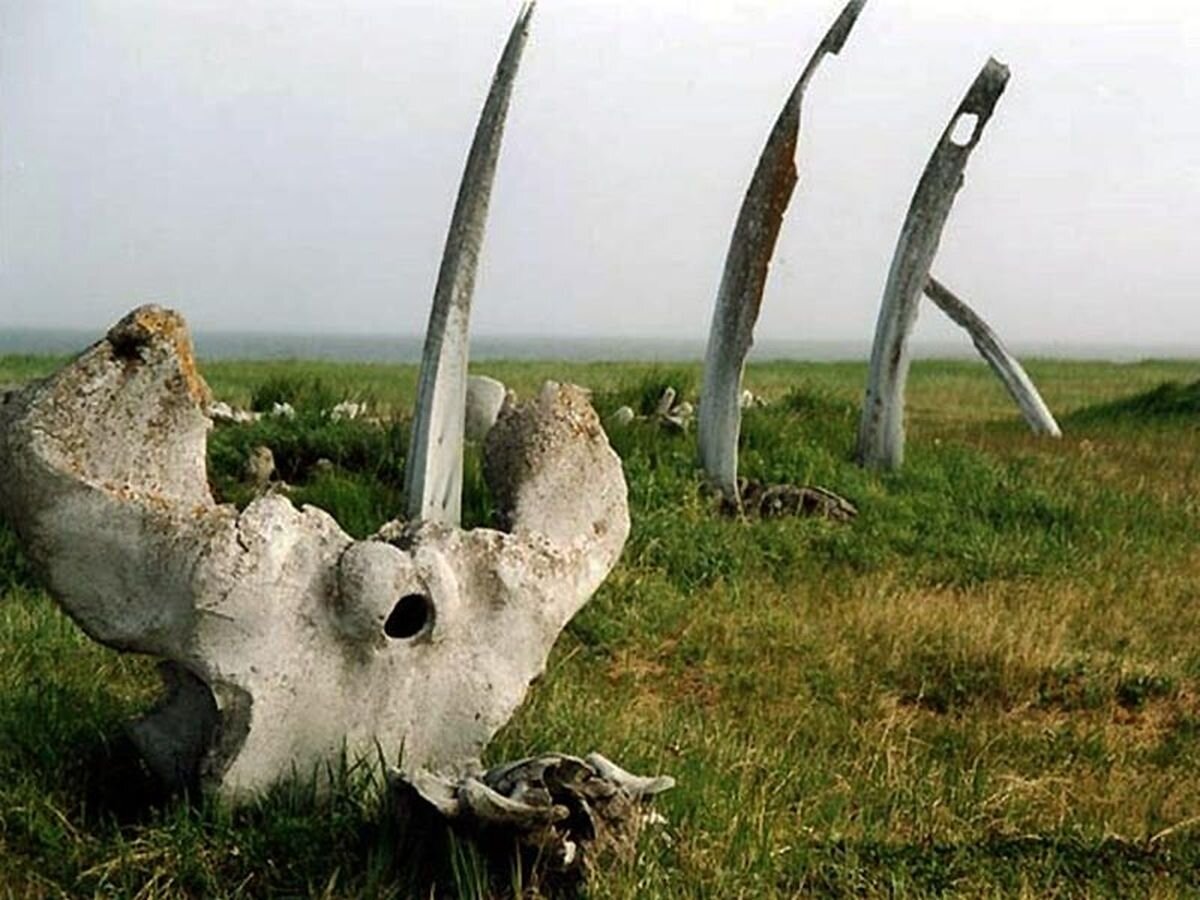 Китовая аллея