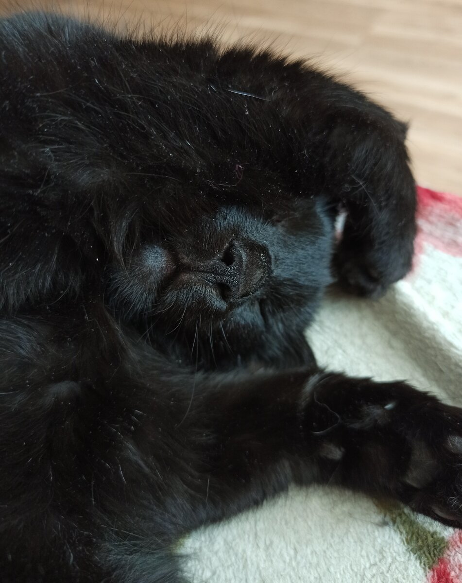 Угольный нос и черные подушки) 