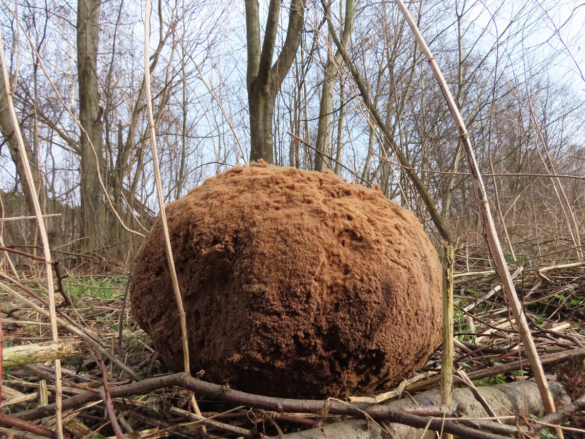 Дождевик гигантский Langermannia gigantea \\ 29 марта 2020, окр. ус. Архангельское.