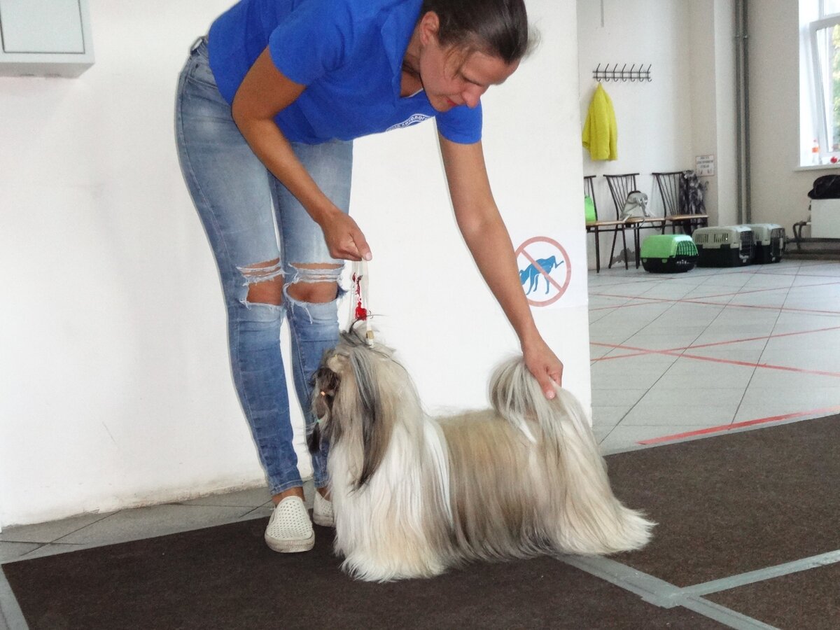 Ши-тцу Михалыч