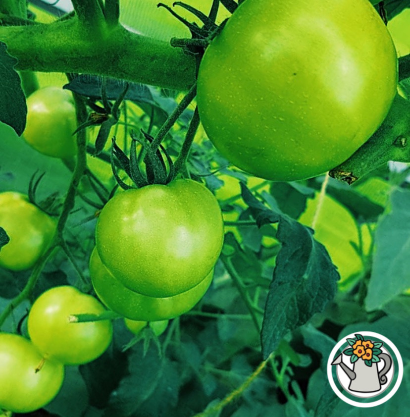 Ускорить созревание томатов