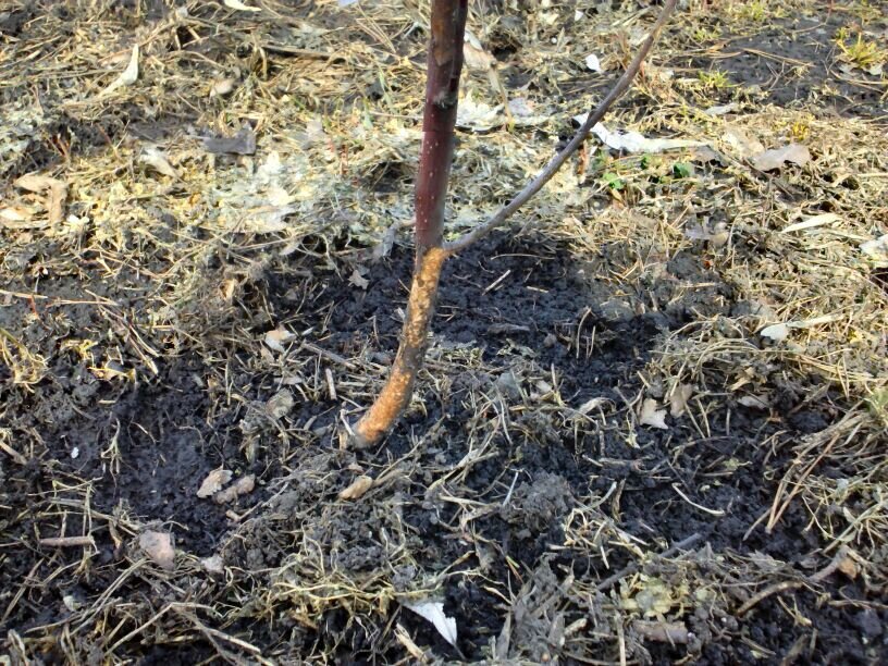 Мыши погубили яблоню