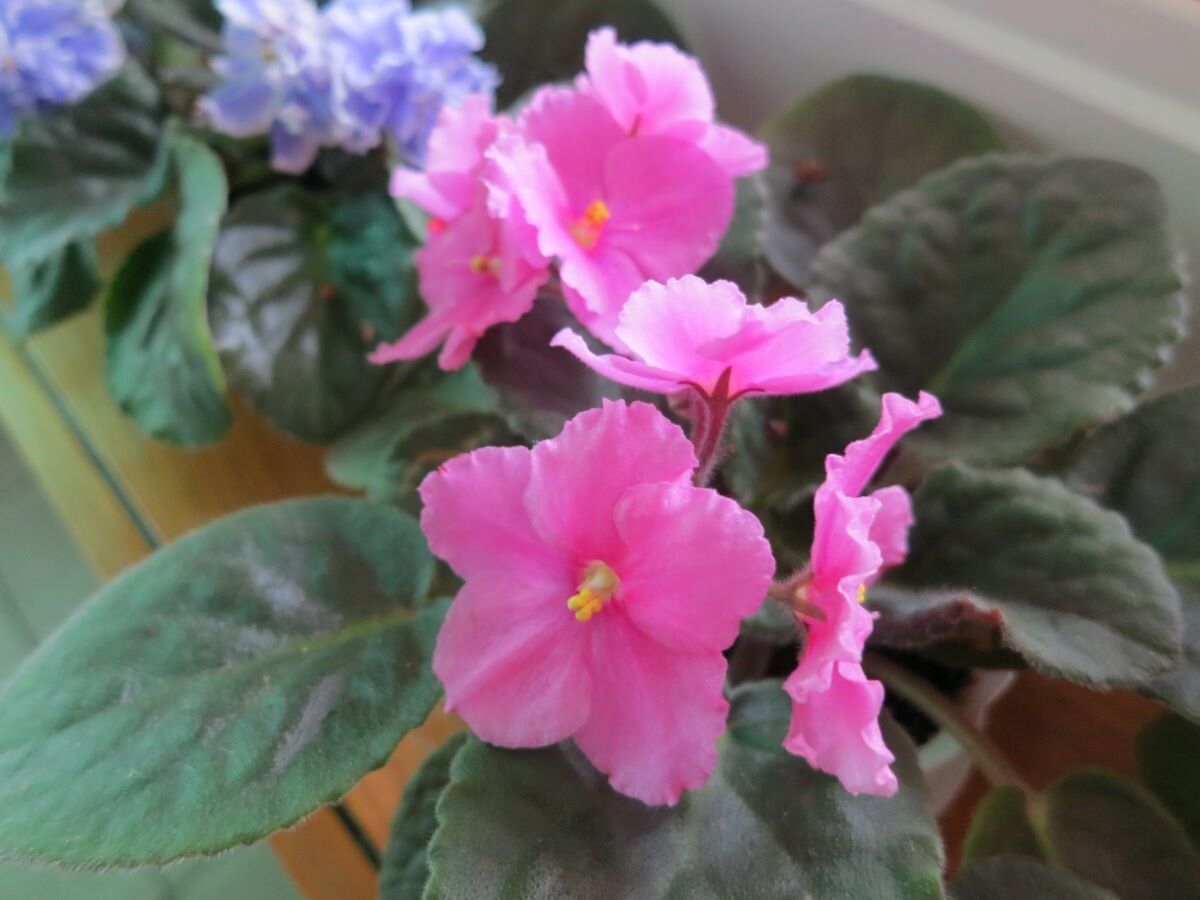 Фиалки. Фото автора