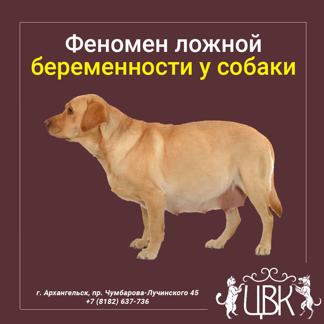 Феномен ложной беременности у собаки