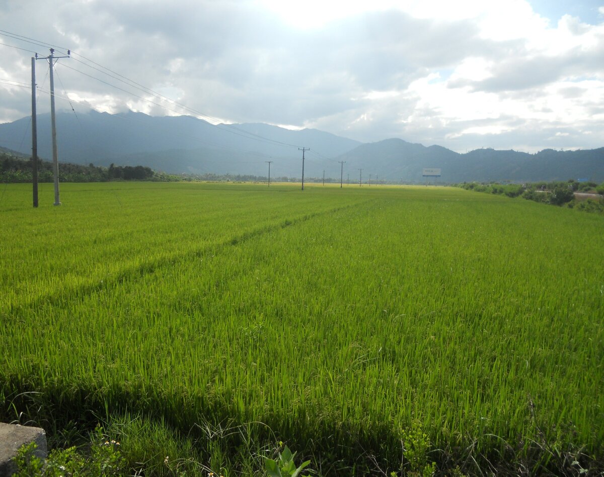 Рисовые поля Вьетнамские фото