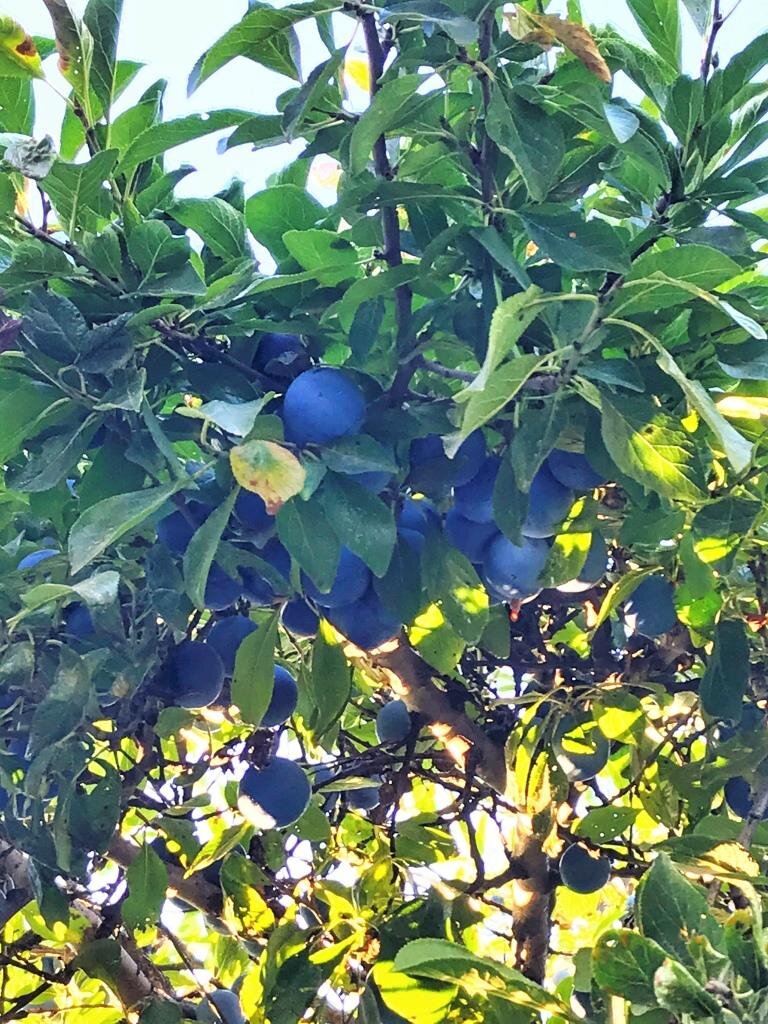 Растущие сливы на улицах Краснодара.