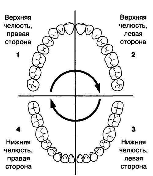Зубы схема расположения у взрослых