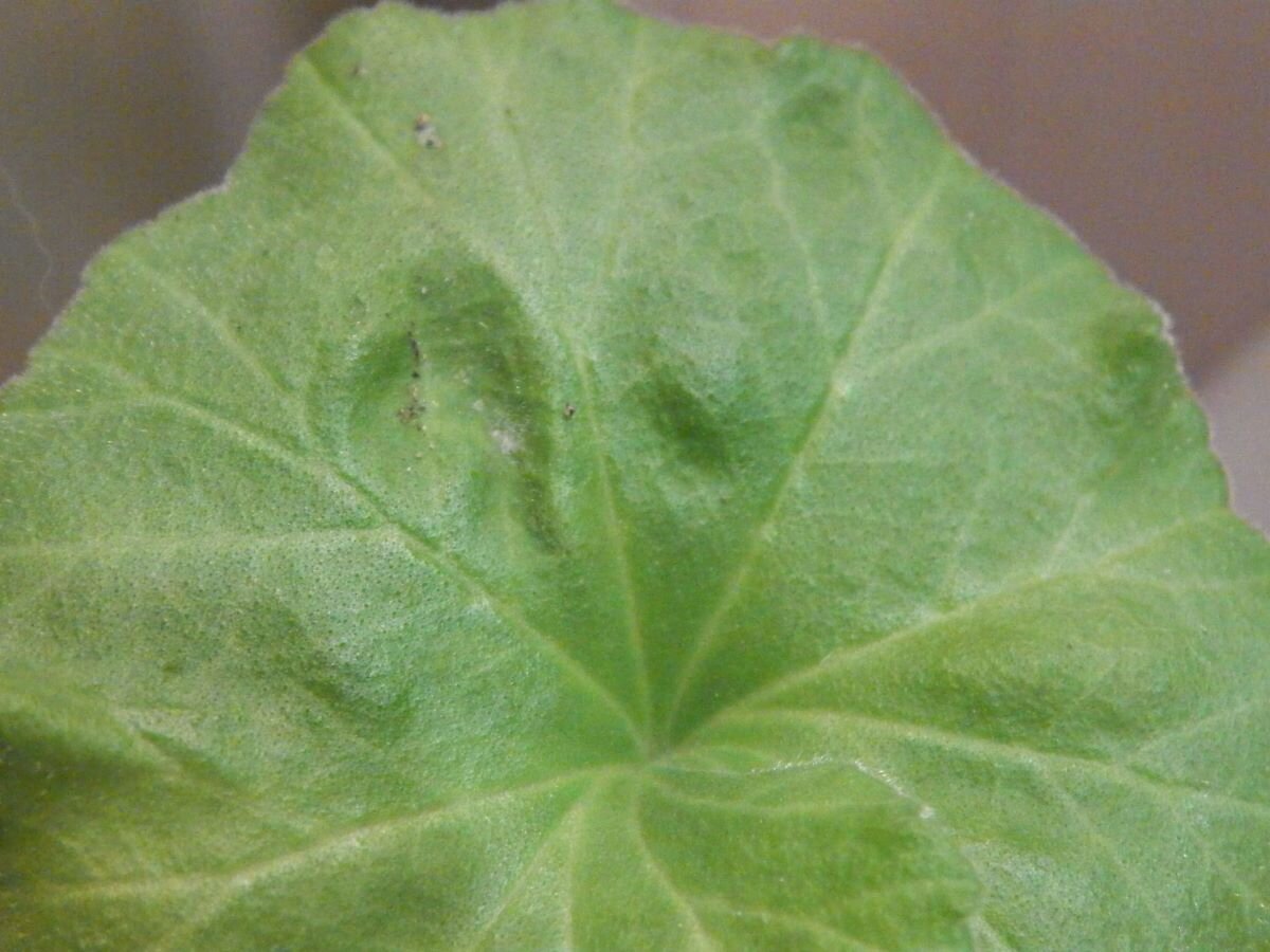 Пеларгония плющелистная - Pelargonium hederifolium - Страница 14