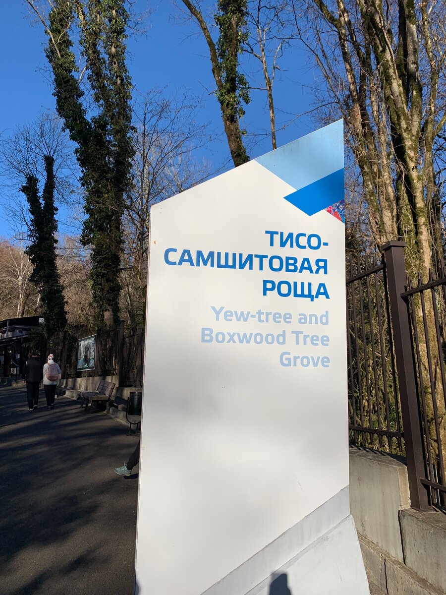 Тисо Самшитовая роща , авторское фото