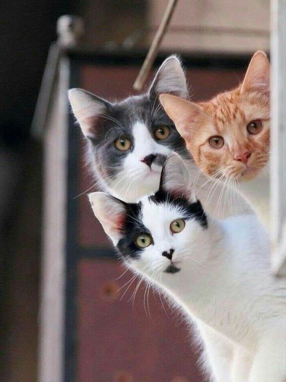 Фото из интернета