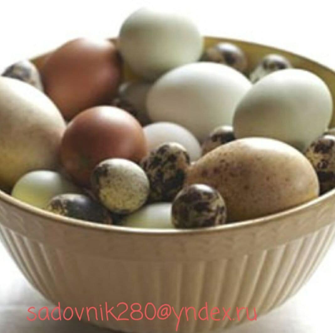 
Скорлупа от перепиленных яиц кладезь витамин.