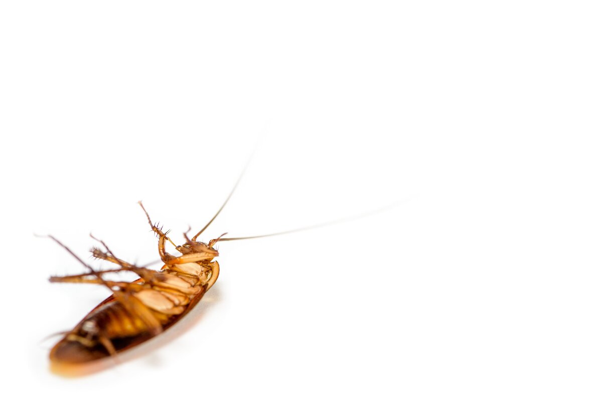 https://elements.envato.com/photos/cockroaches