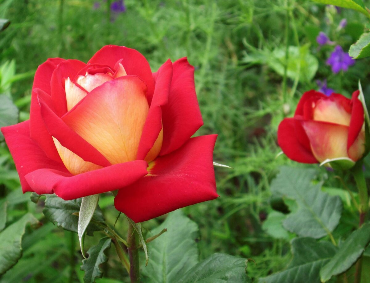 10 неприхотливых сортов роз для начинающих садоводов