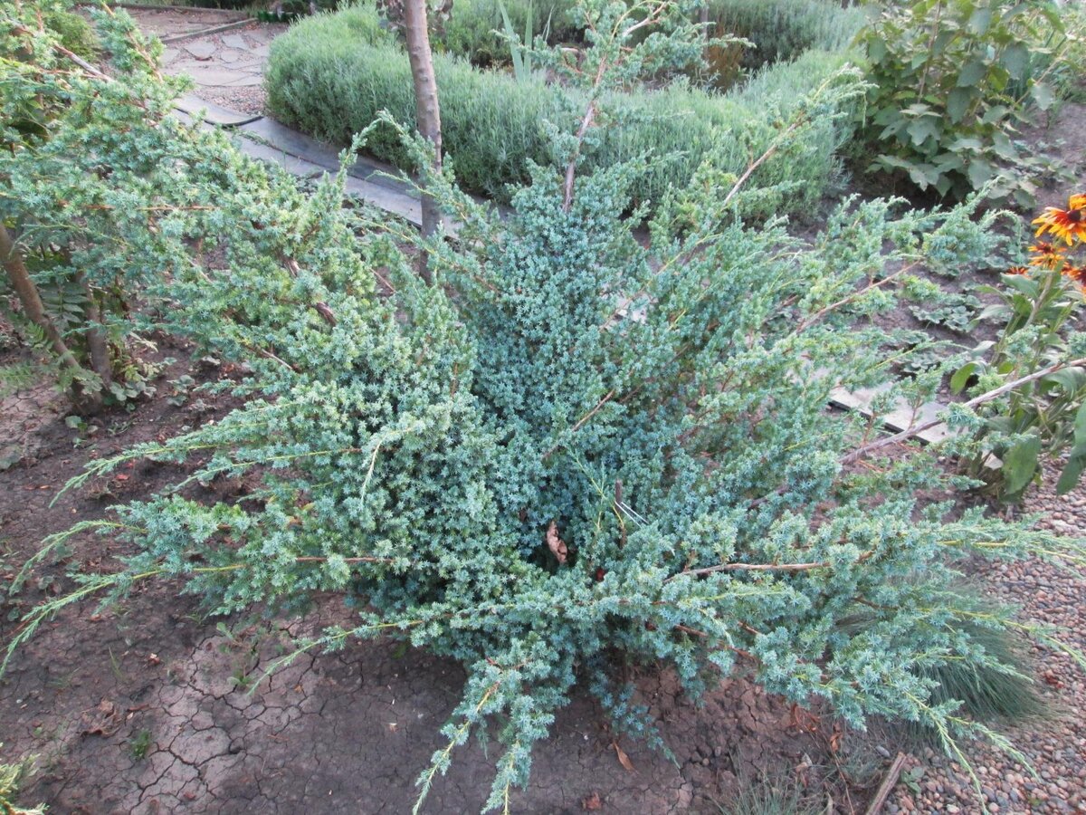 03.08.2016. Можжевельник "БЛЮ АЛЬПС". Когда купила, был в два раза меньше. Растёт очень быстро.