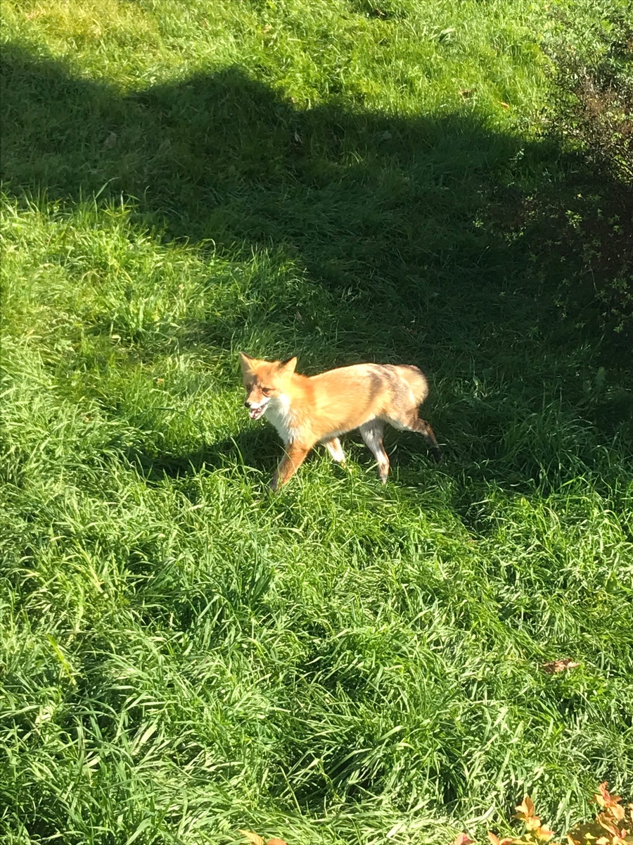 Бегают довольно быстро и издают лай, как собачий, только гораздо выше.