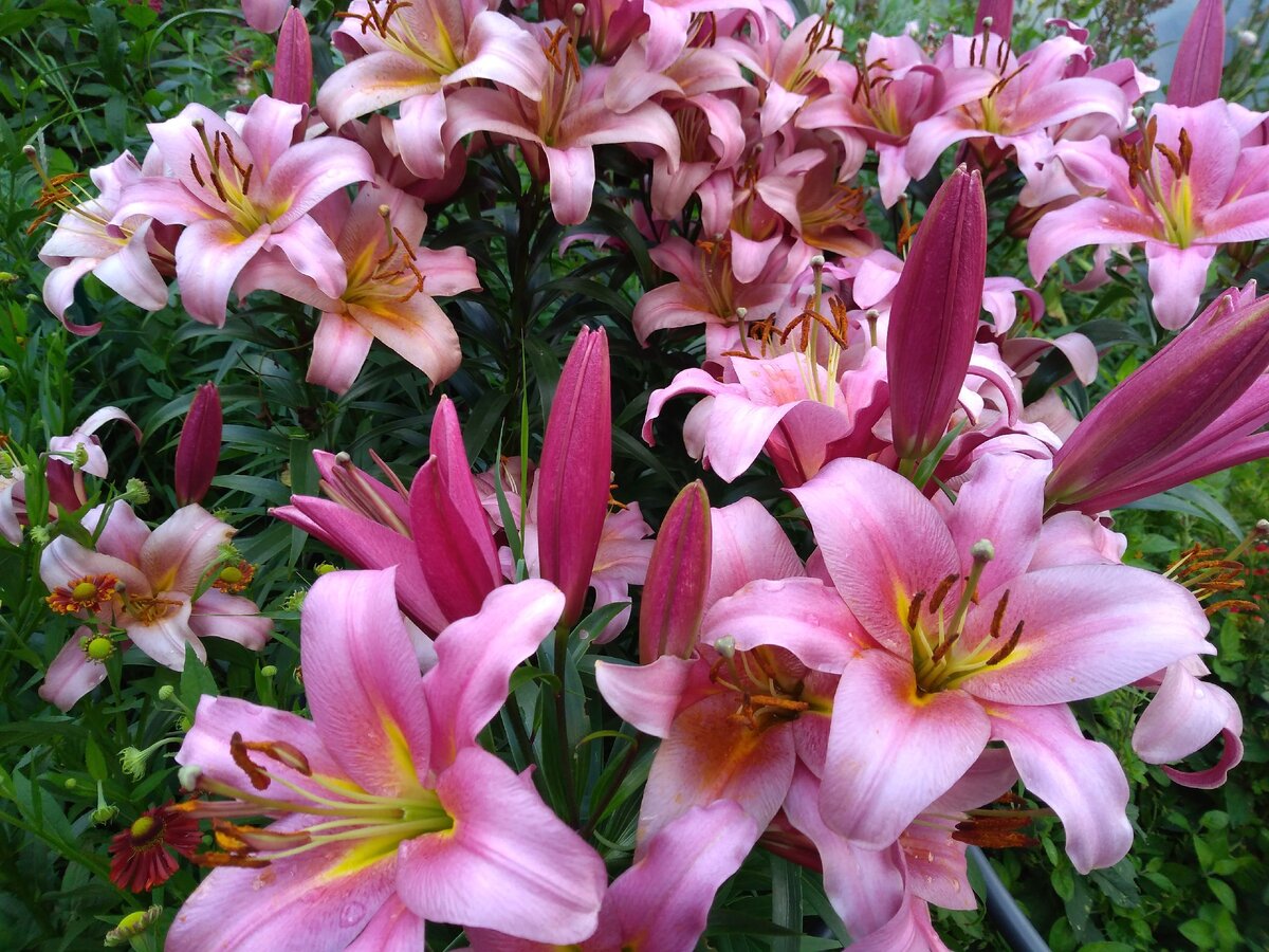 Личное фото автора статьи Анна