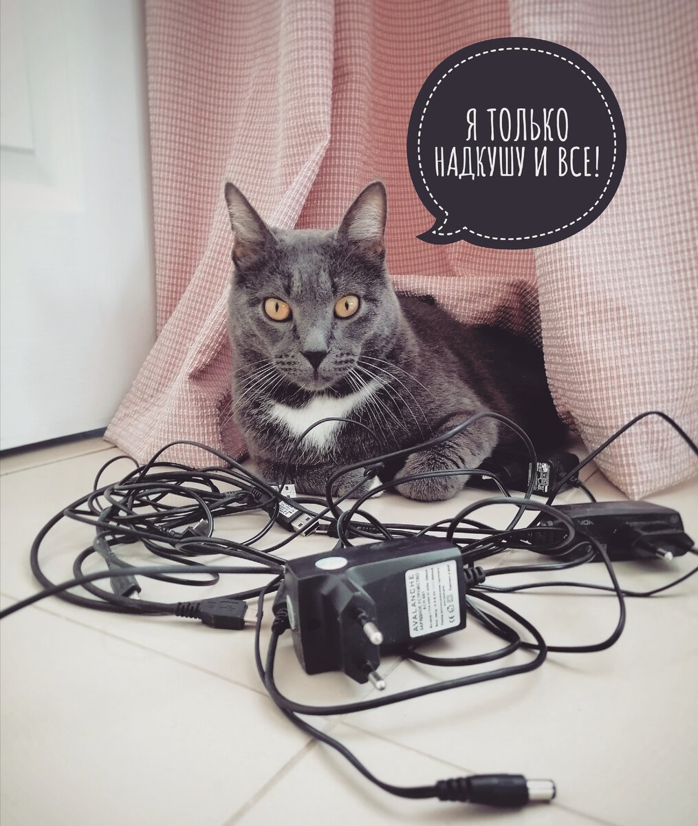 Как отучить кота грызть провода? 