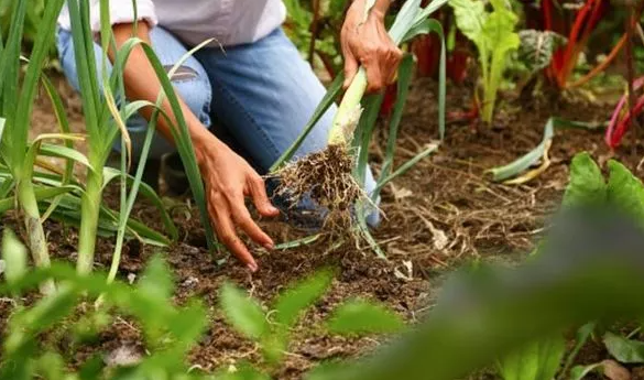 Когда сажать лук-порей - простые советы по выращиванию лука-порея
