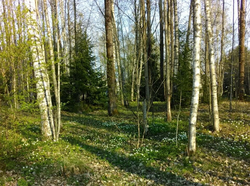                                                             Весна в лесу