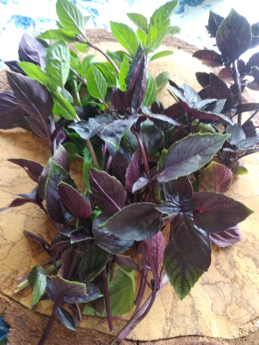 Базили двух сортов со своего огорода. 