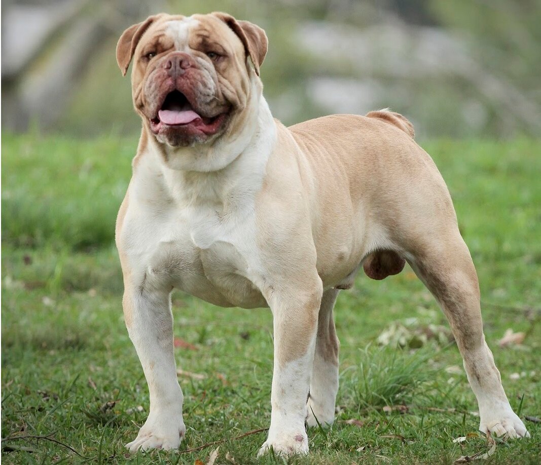 Бразильский бульдог (Фото: https://naturaldogcompany.com/one-of-the-rarest-dogs-in-the-world-all-about-campeiro-bulldogs/)