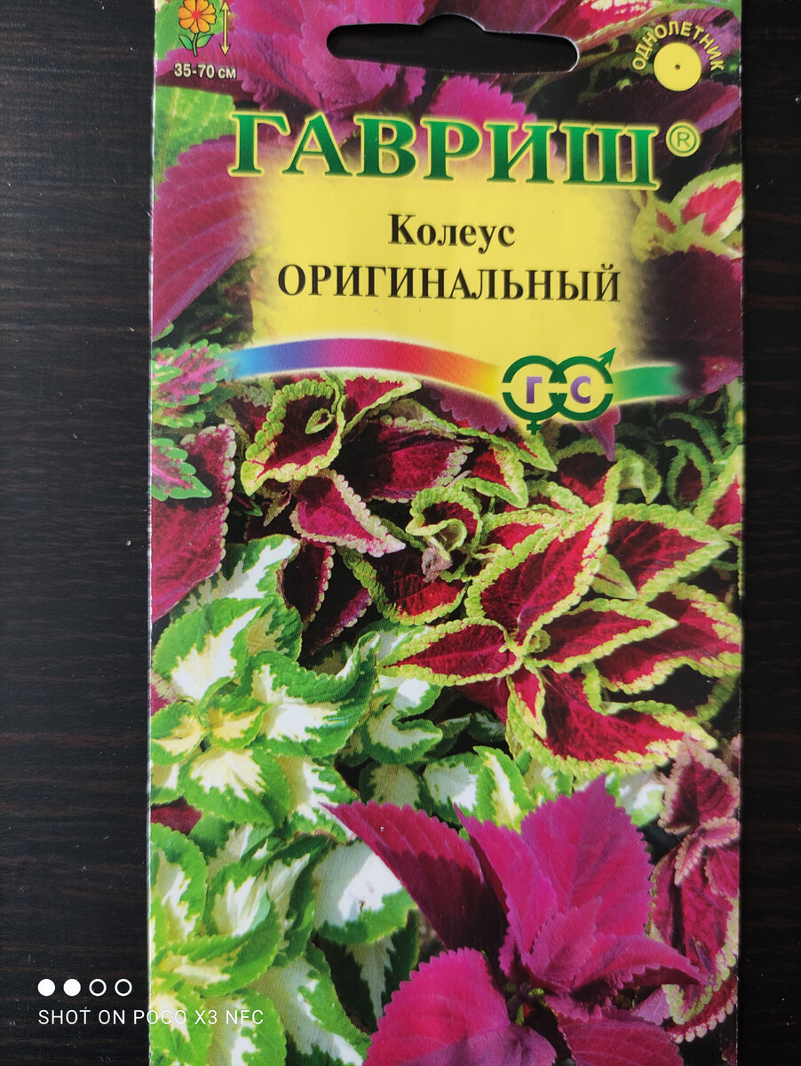 Колеусы и бальзамины. Очень мне нравятся в саду. А дома их не люблю.  Рассказываю почему. | Рассада для сада. | Дзен